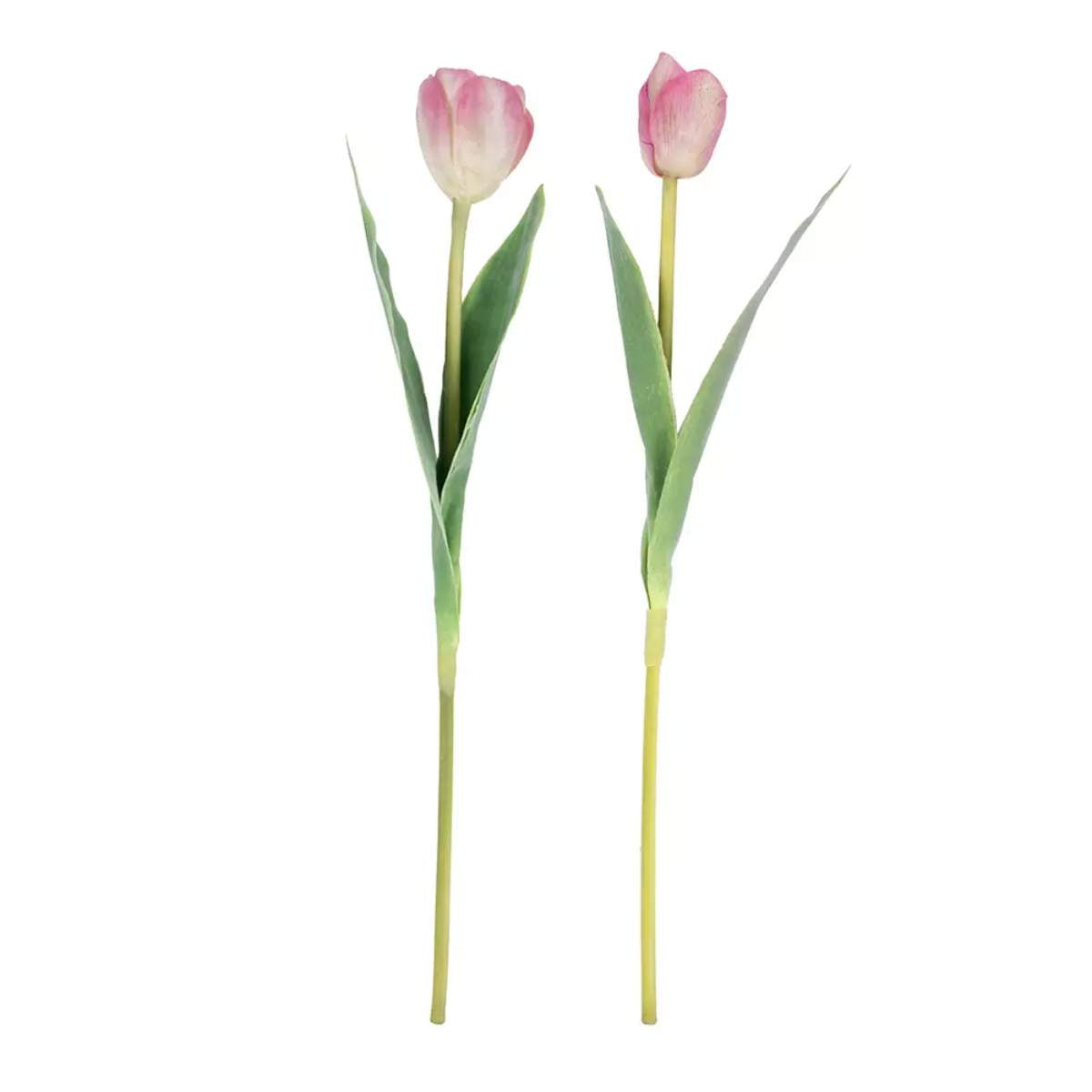 Grand Illusions Tulip Mix