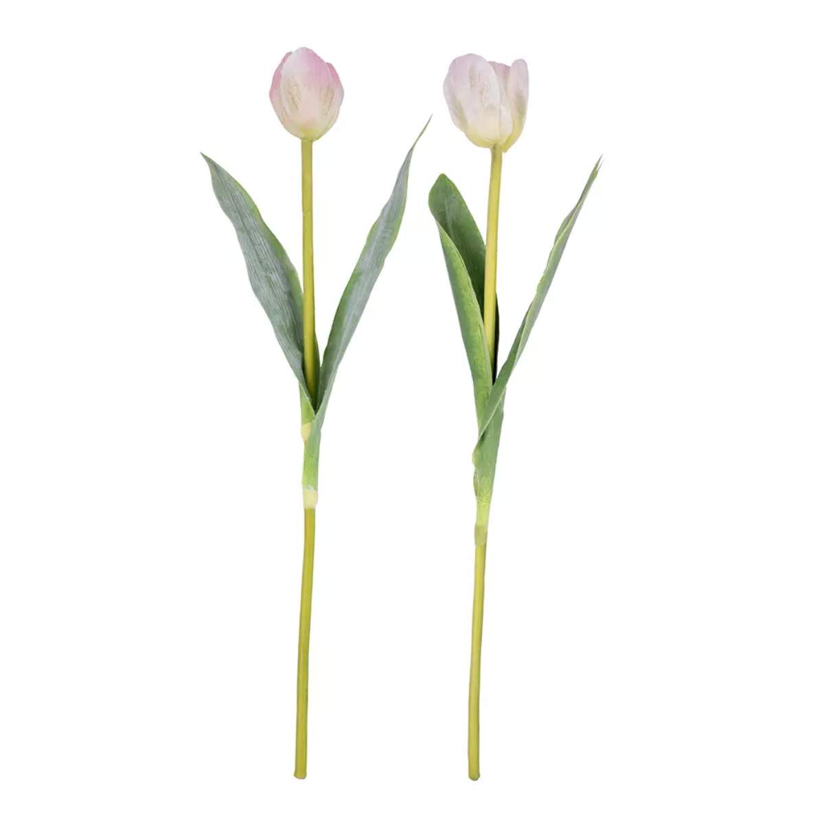 Grand Illusions Tulip Mix