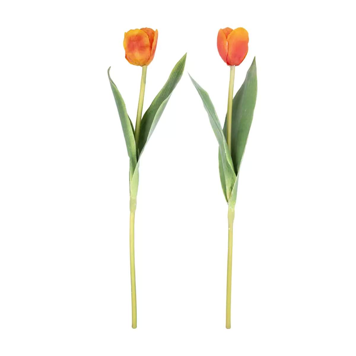 Grand Illusions Tulip Mix