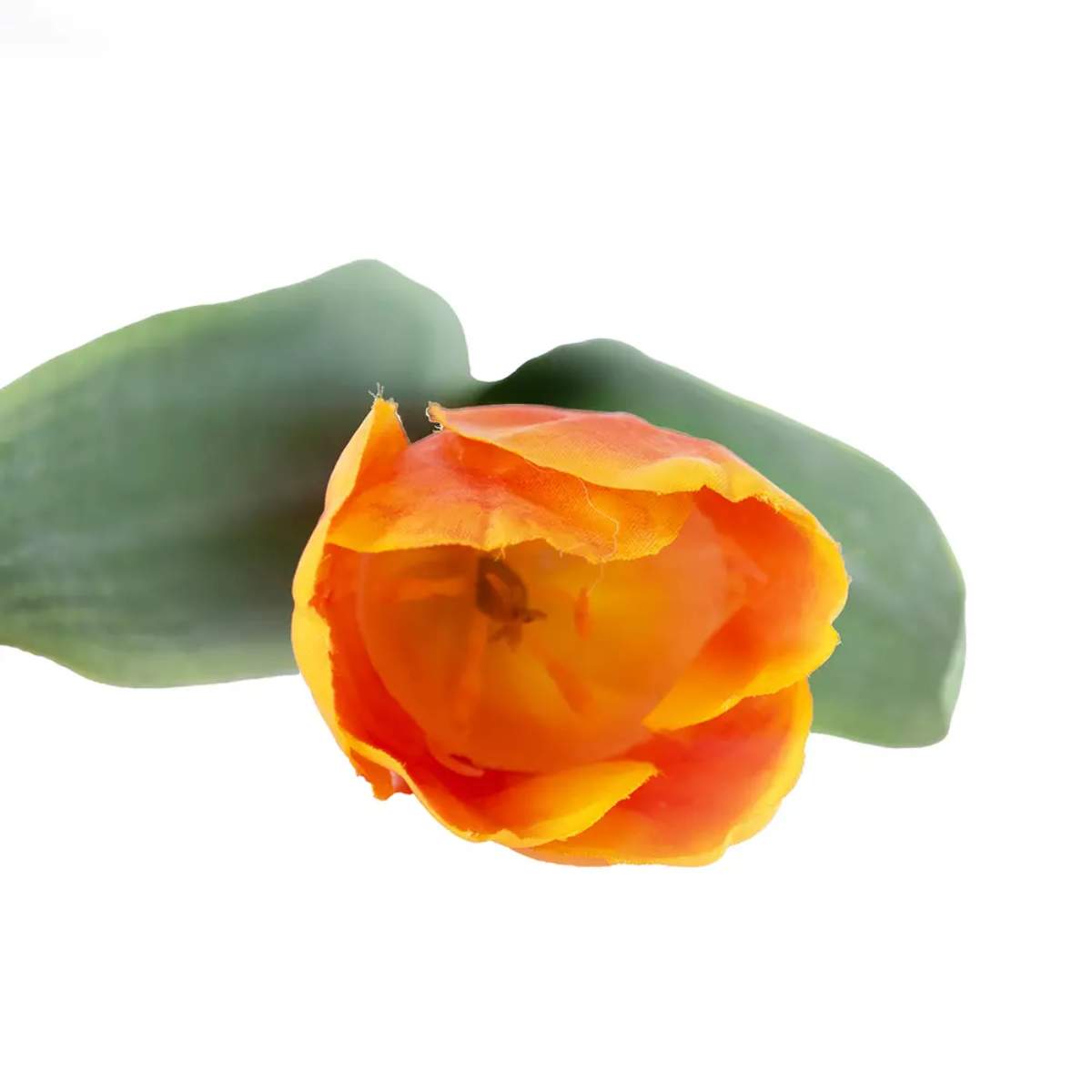 Grand Illusions Tulip Mix