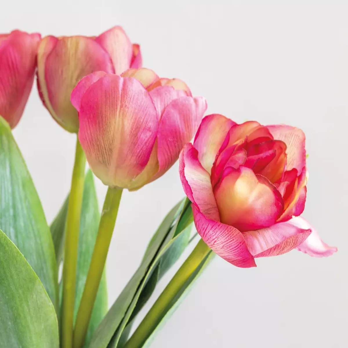 Grand Illusions Tulip Mix
