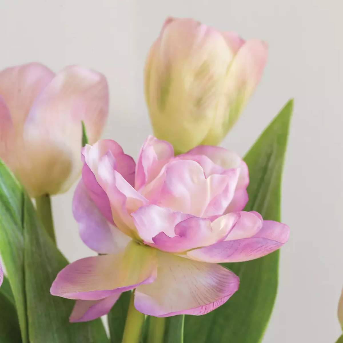 Grand Illusions Tulip Mix
