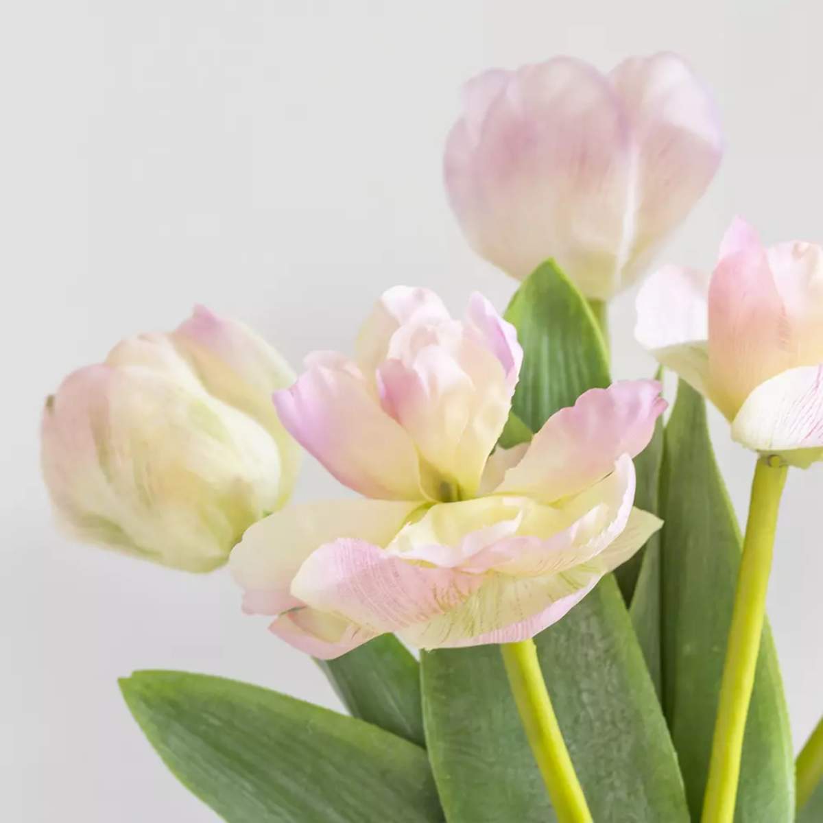 Grand Illusions Tulip Mix