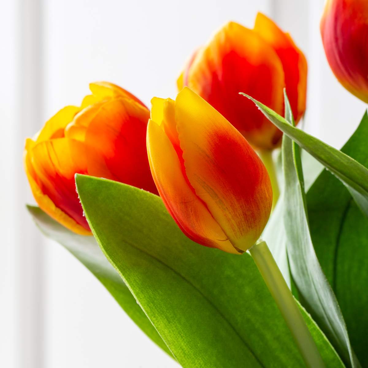Grand Illusions Tulip Mix