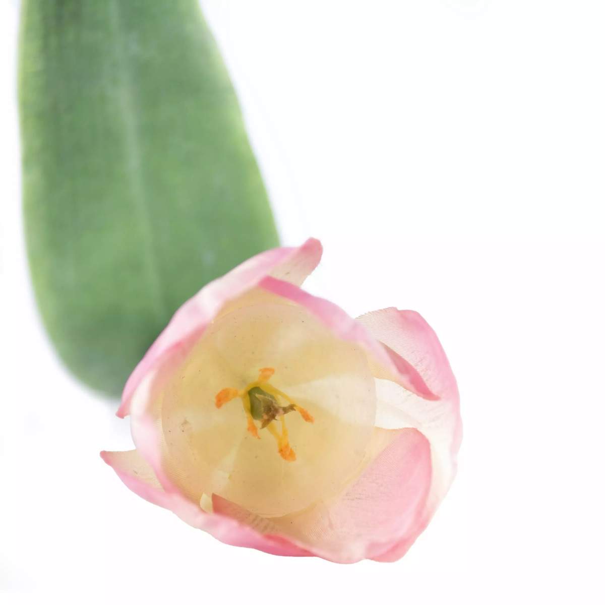 Grand Illusions Tulip Mix