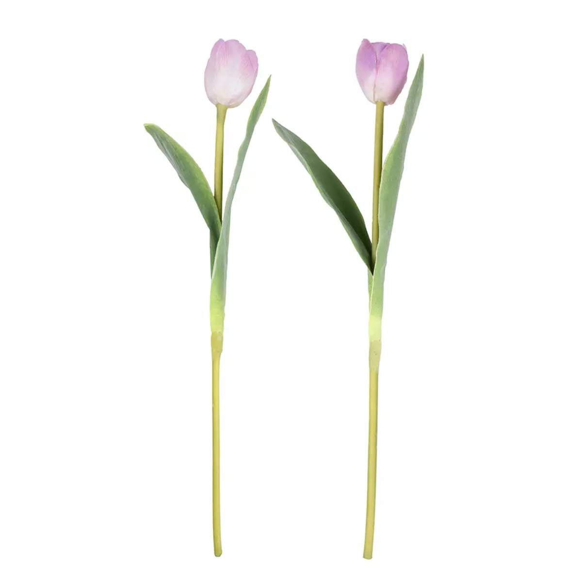 Grand Illusions Tulip Mix