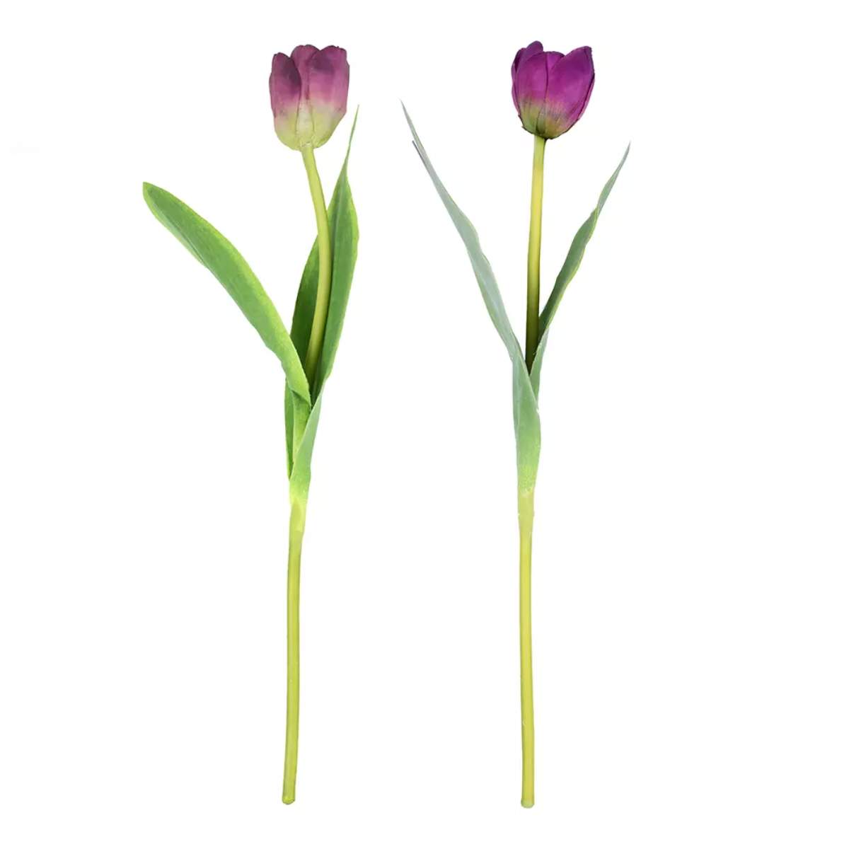 Grand Illusions Tulip Mix