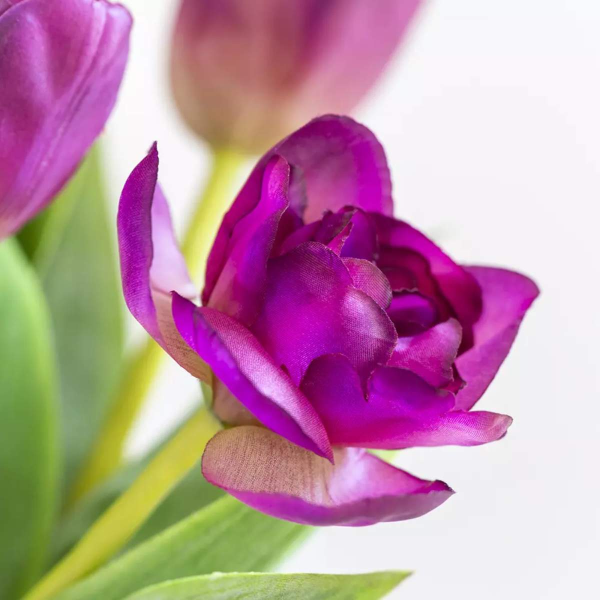 Grand Illusions Tulip Mix