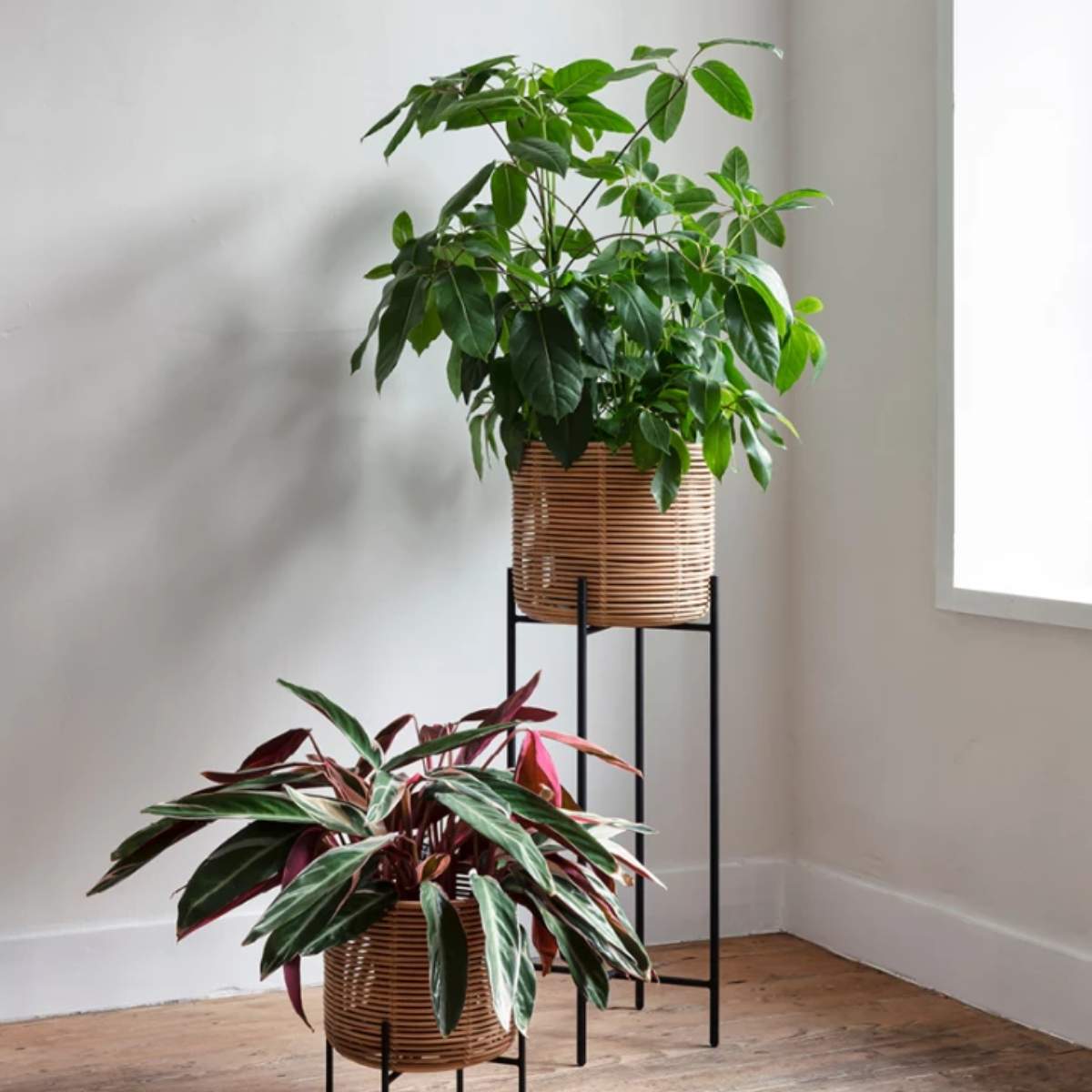 Vincent Shepherd Vivi Indoors Plant Stand
