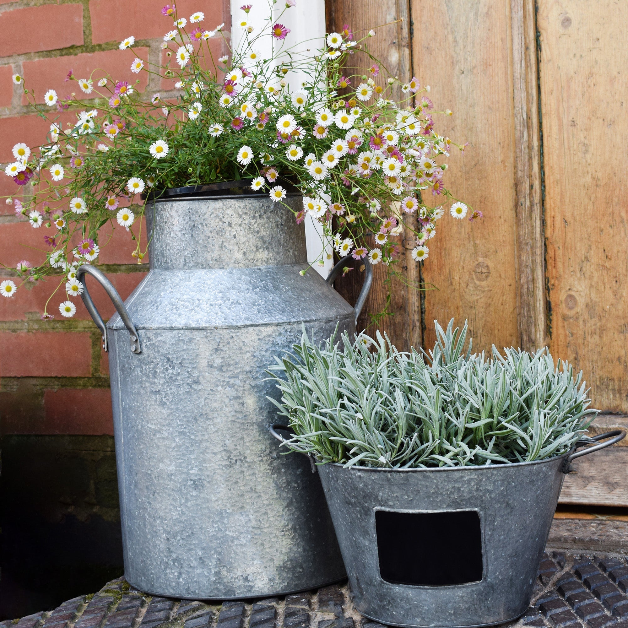 Ivyline Galvanised Milk Churn-Beaumonde