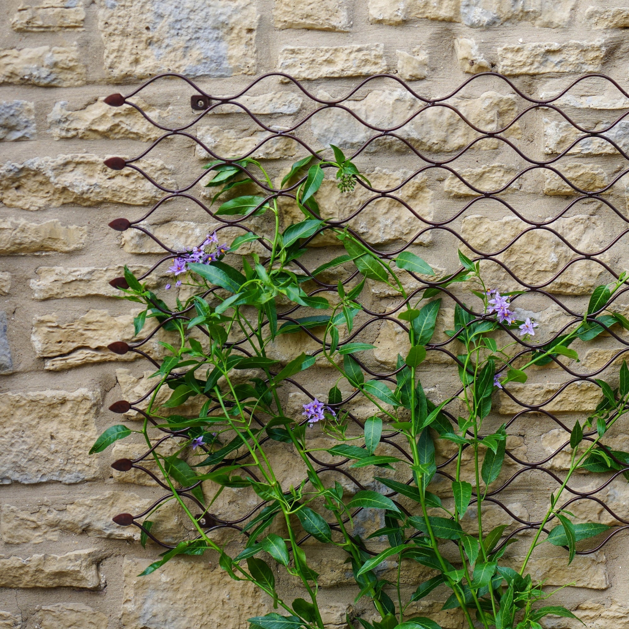 Ivyline Honeycomb Garden Wall Trellis-Beaumonde