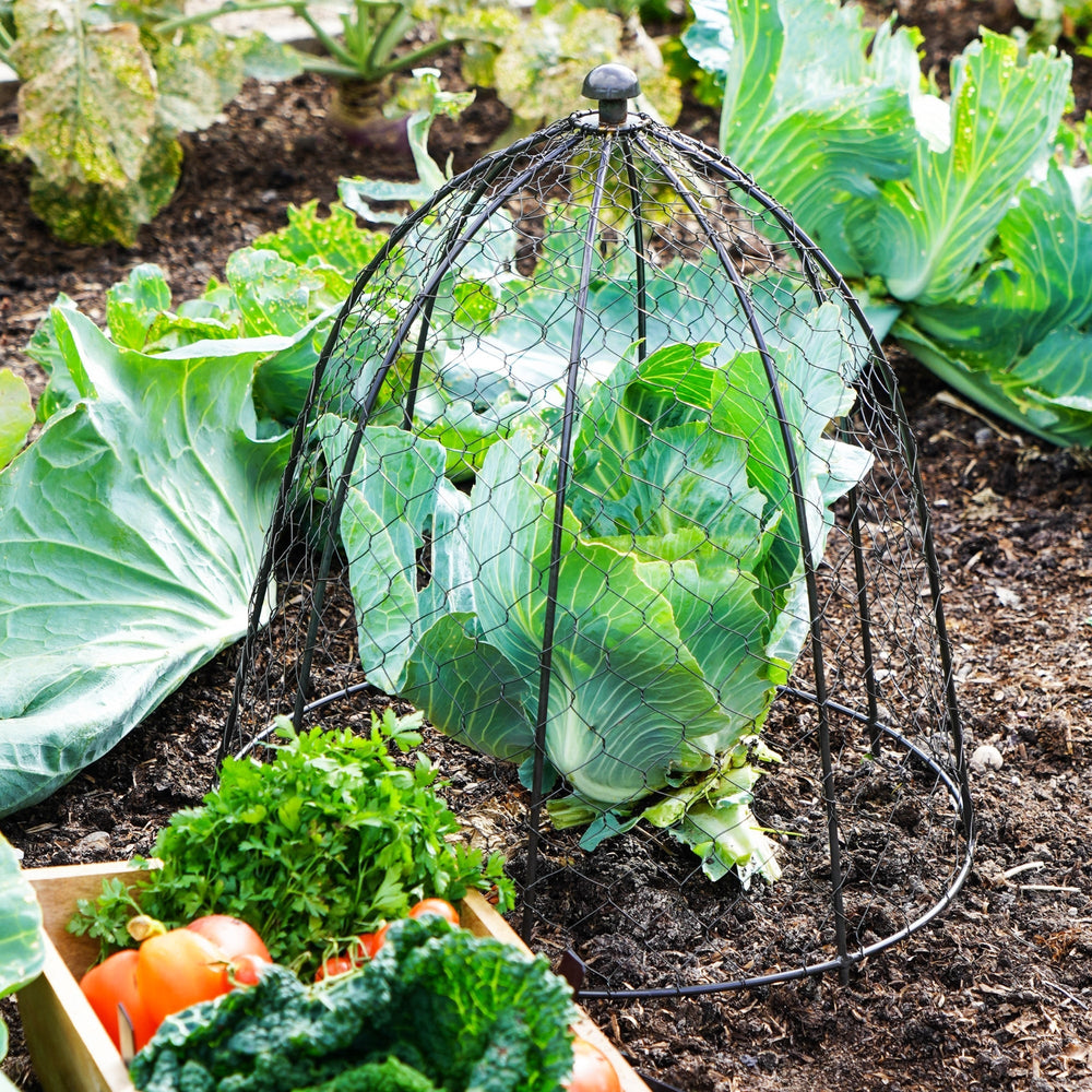 Ivyline Outdoor Wire Netted Plant Cloche Protector-Beaumonde