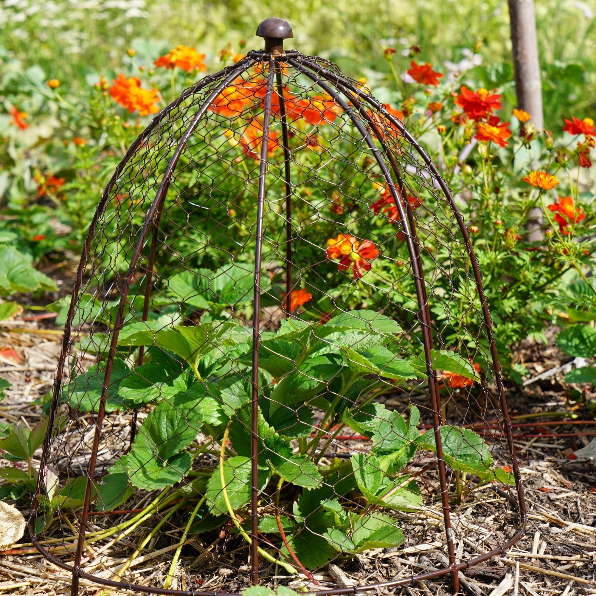 Ivyline Outdoor Wire Netted Plant Cloche Protector-Beaumonde