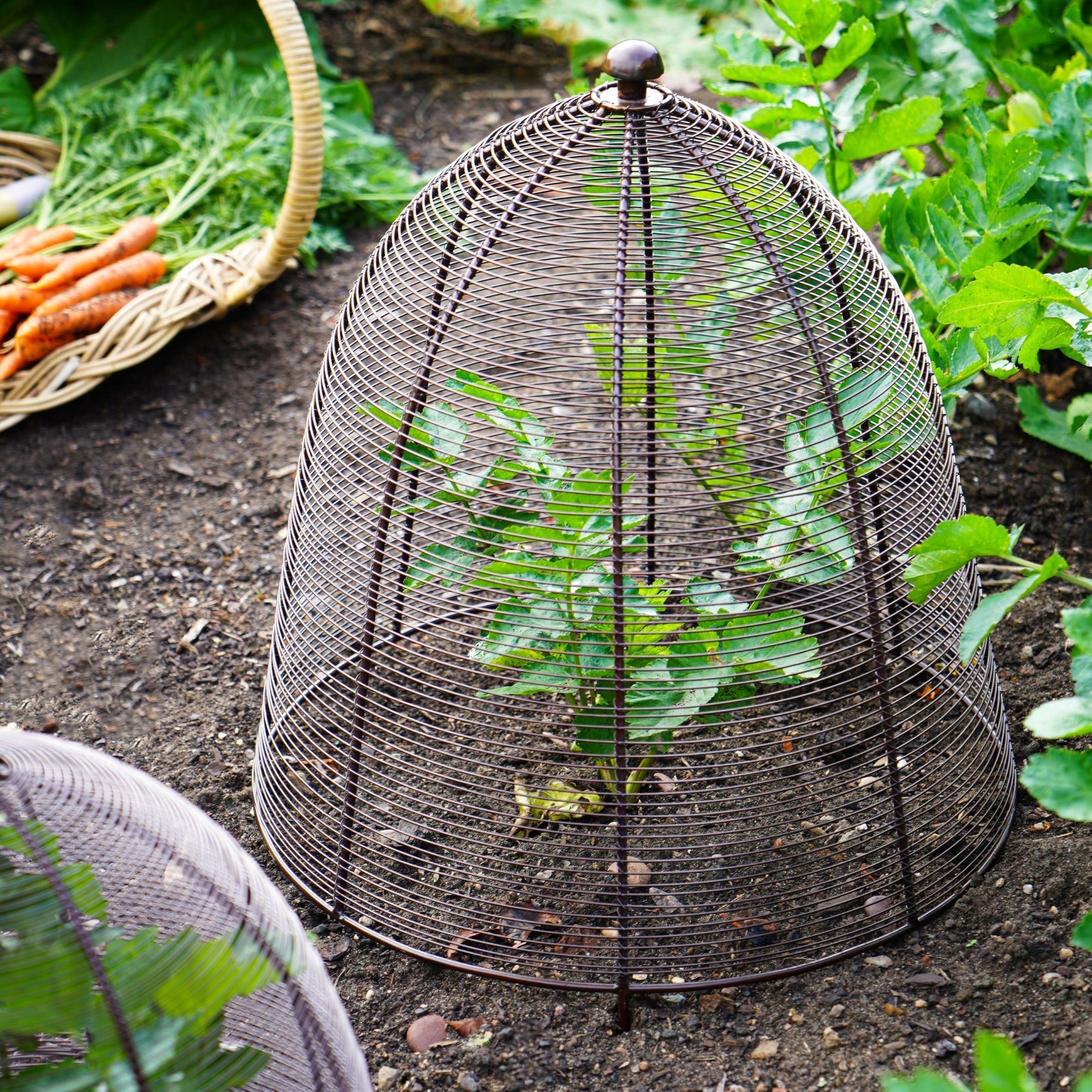 Ivyline Outdoor Wire Plant Cloche Protector-Beaumonde