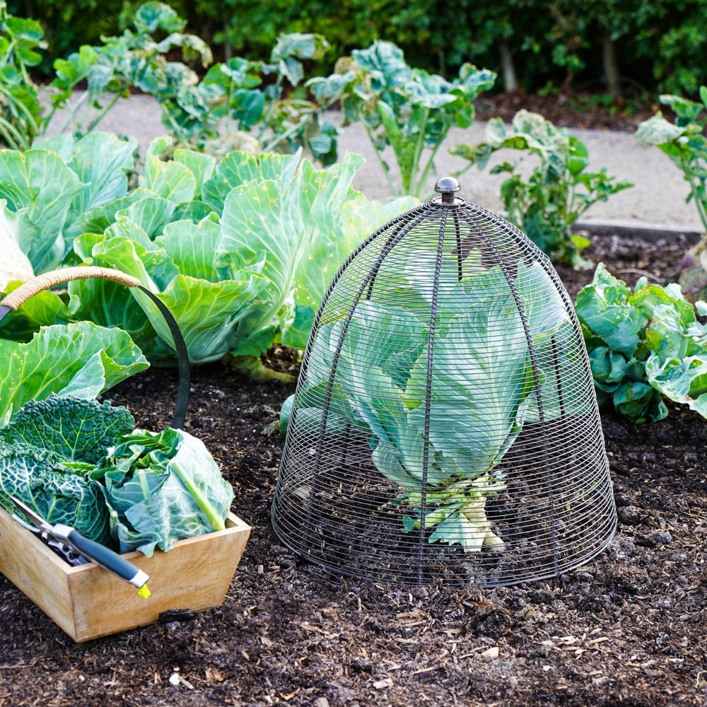 Ivyline Outdoor Wire Plant Cloche Protector-Beaumonde